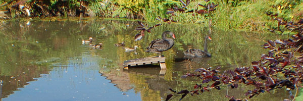 Peter and Jose our black swans